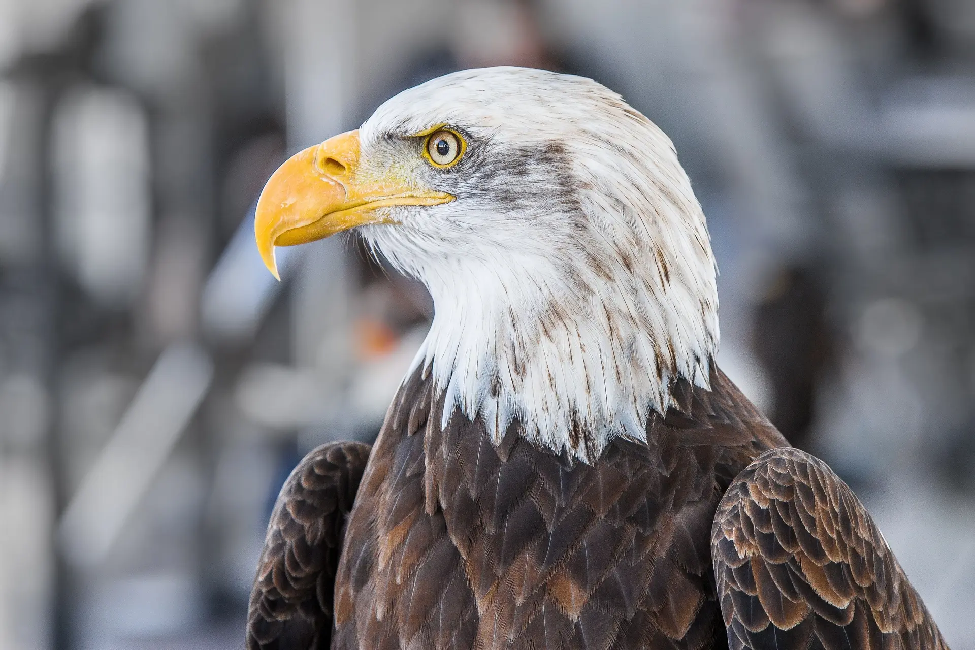 photo concentrée d un aigle majestueux un jour d'hiver